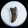 Dromaeosaur (Raptor) Tooth - Montana #6951-1